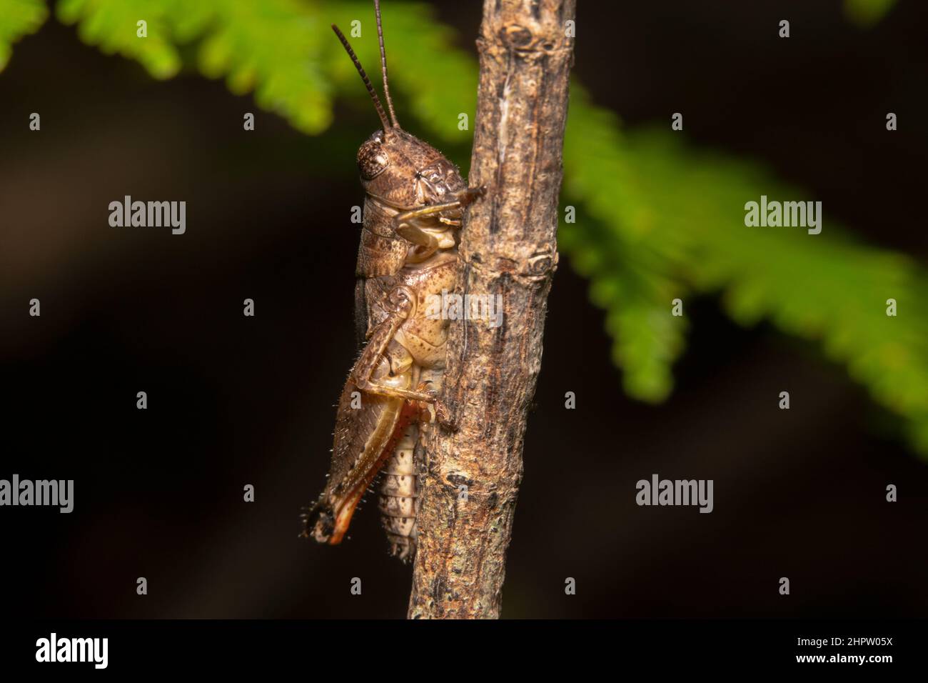 Brown with pointy antennas Stock Photo Alamy