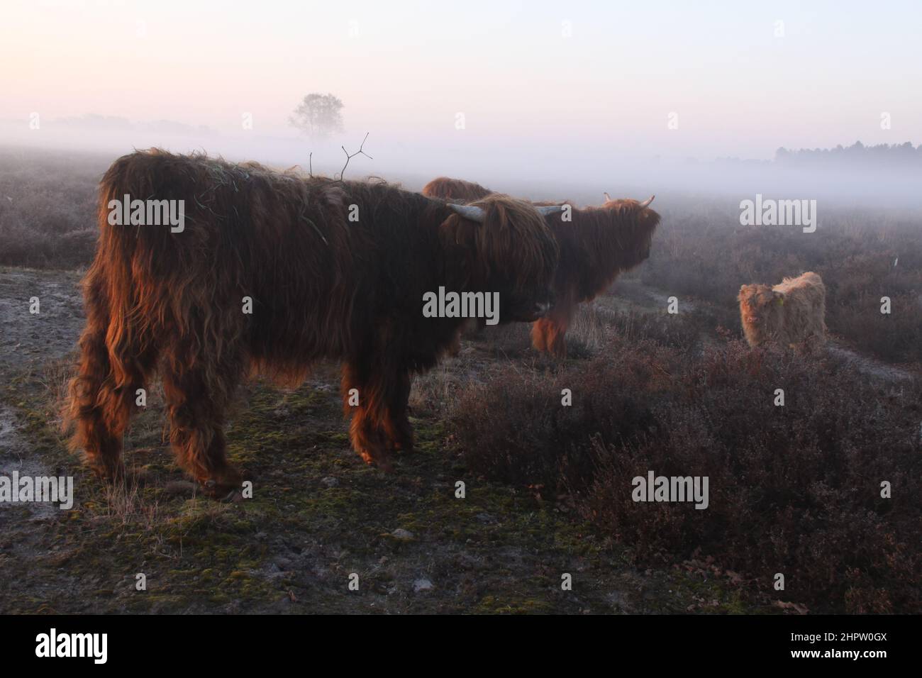 Scottish highlanders in a misty moorland landscape. Stock Photo