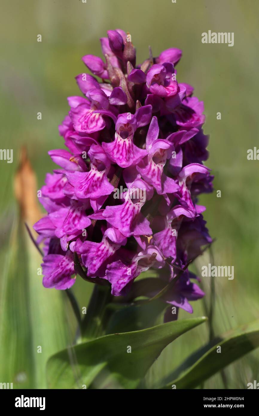 Northern Marsh Orchid, Dactylorhiza purpurella, Shetland, Scotland Stock Photo