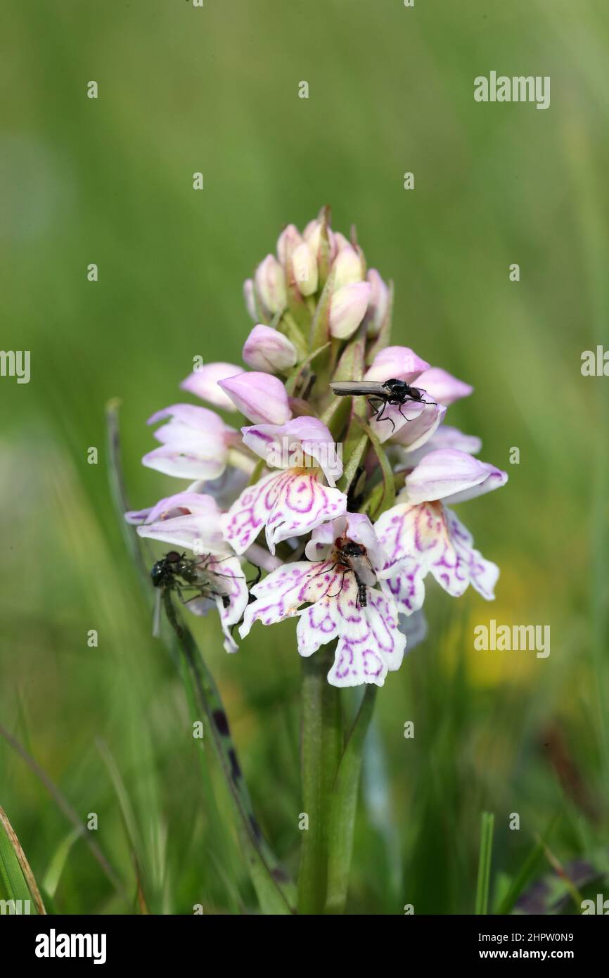 Heath Spotted Orchid, Dactylorhiza maculata, with pollinator, Shetland, Scotland, UK Stock Photo