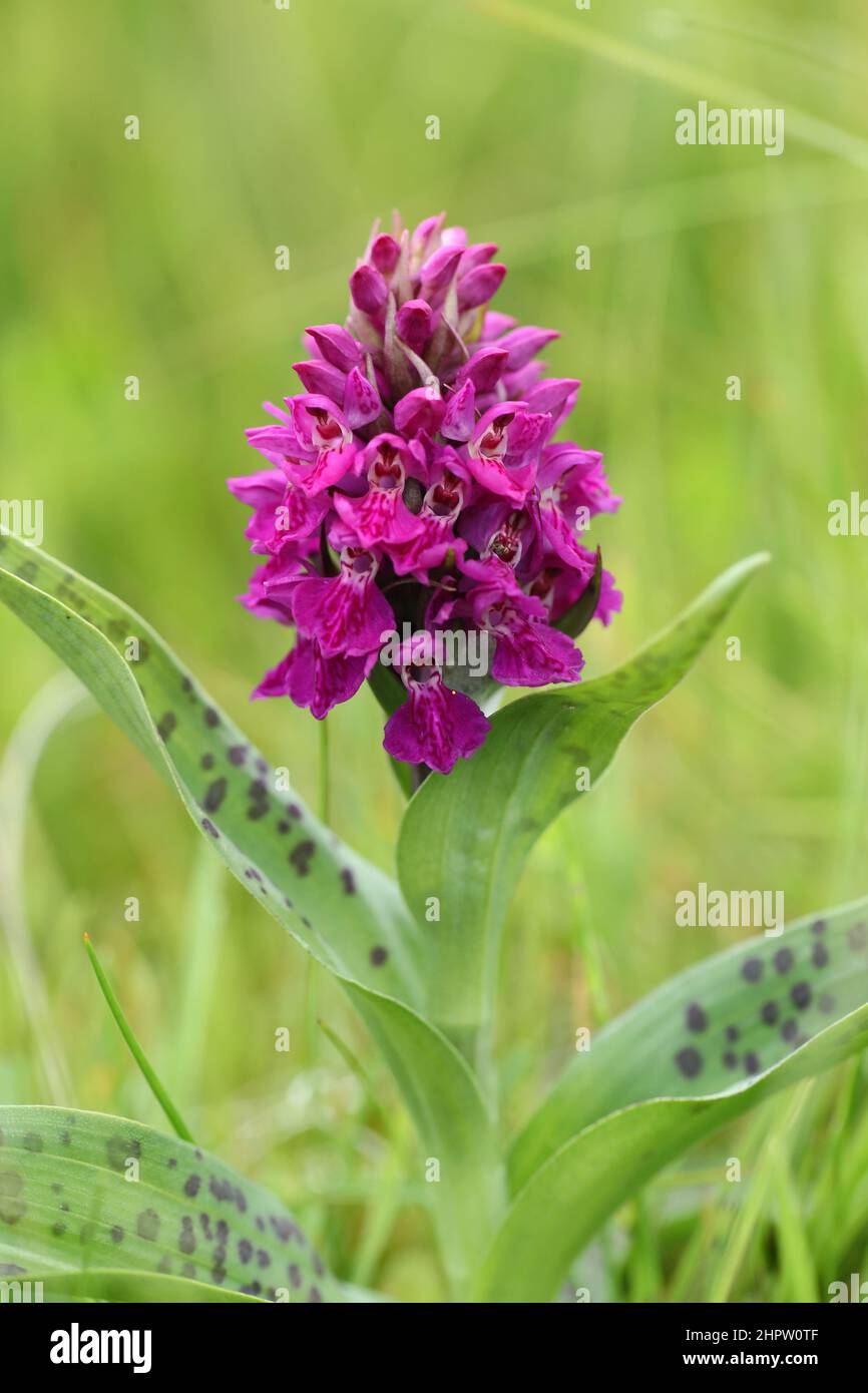 Probable retrogressive Heath Spotted x Northern Marsh Orchid hybrid, Dactylorhiza x formosa, Shetland, Scotland Stock Photo