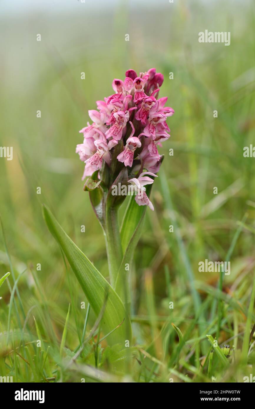 Early Marsh Orchid, Dacylorhiza incarnata, nominate subspecies incarnata, Shetland, Scotland, UK Stock Photo