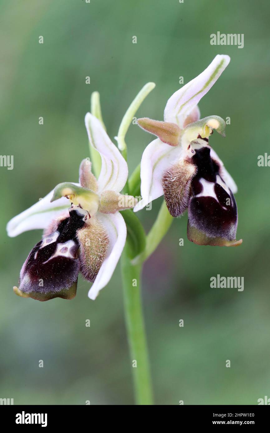 Ophrys reinholdii, Rhodes, Greece Stock Photo