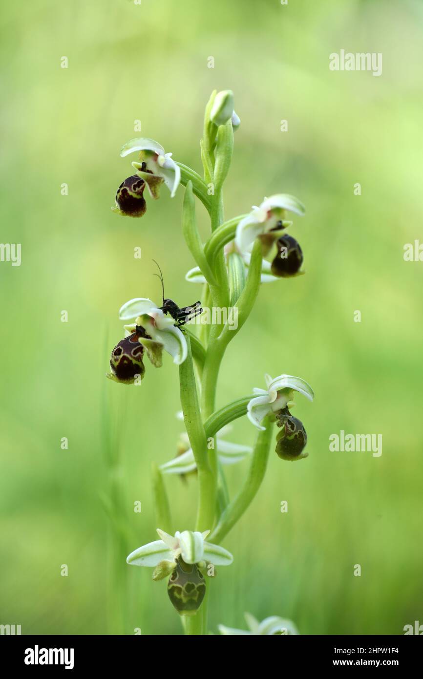 Ophrys umbilicata (with cricket), Rhodes, Greece Stock Photo