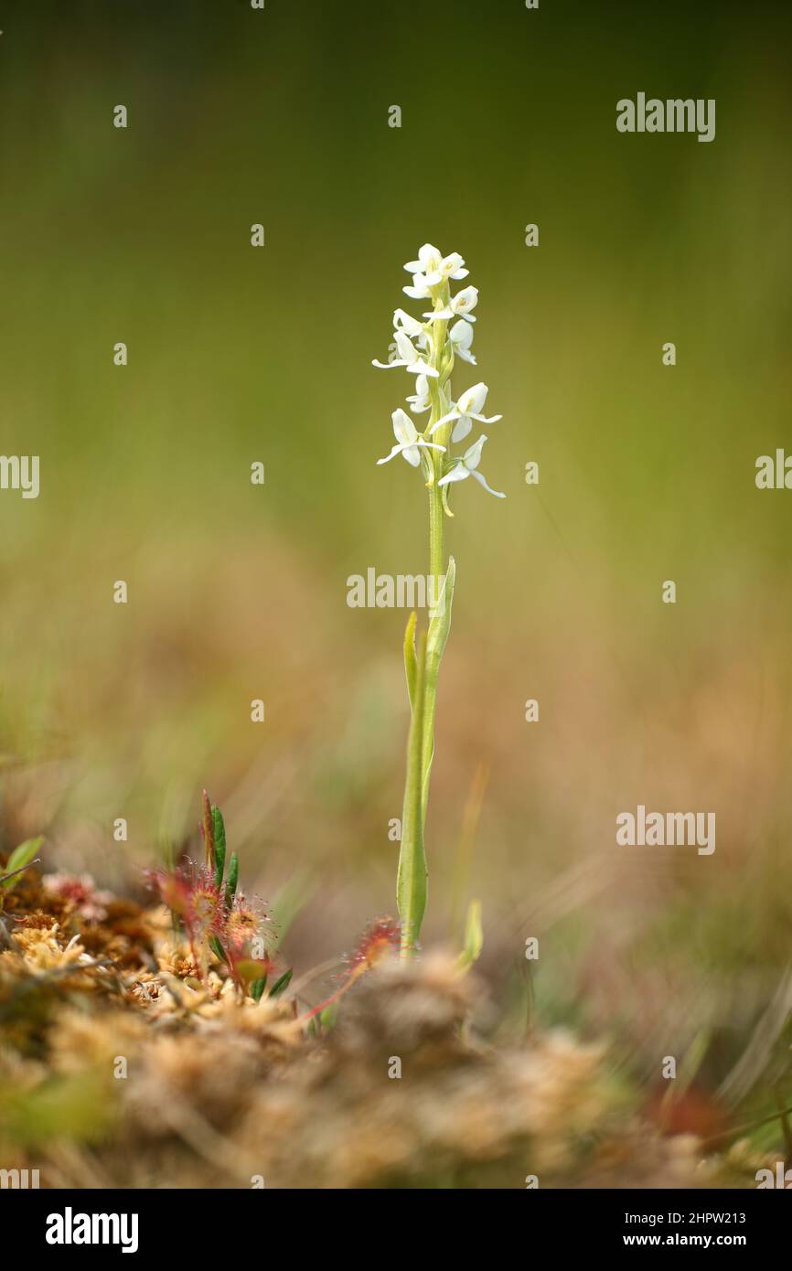 White Bog Orchid, Platanthera dilatata, (with Round-leaved Sundew, Drosera rotundifolia), Alaska, USA Stock Photo