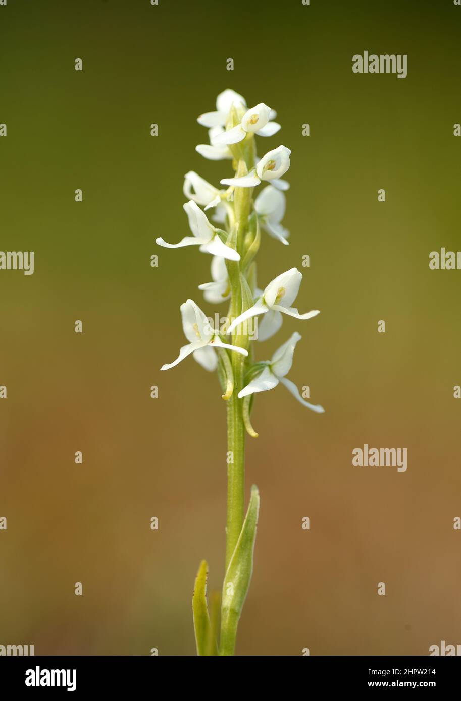 White Bog Orchid, Platanthera dilatata, Alaska, USA Stock Photo