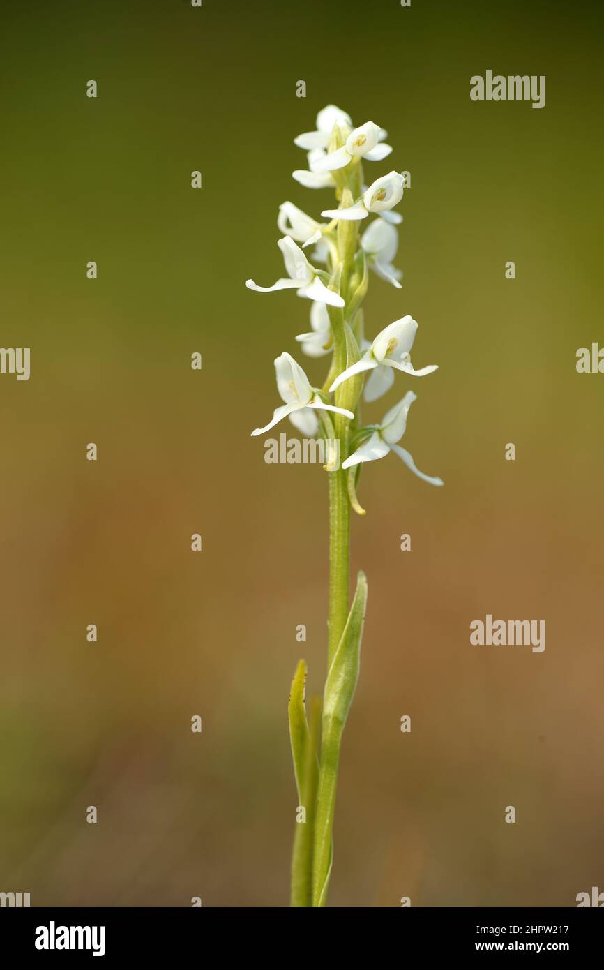 White Bog Orchid, Platanthera dilatata, Alaska, USA Stock Photo