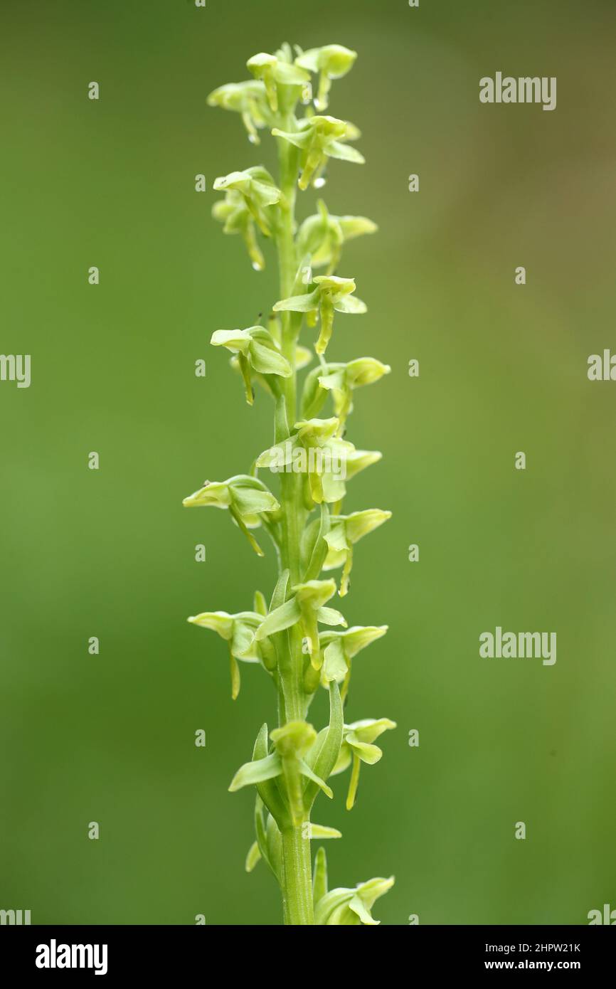 Slender Bog Orchid, Platanthera stricta, Alaska, USA Stock Photo
