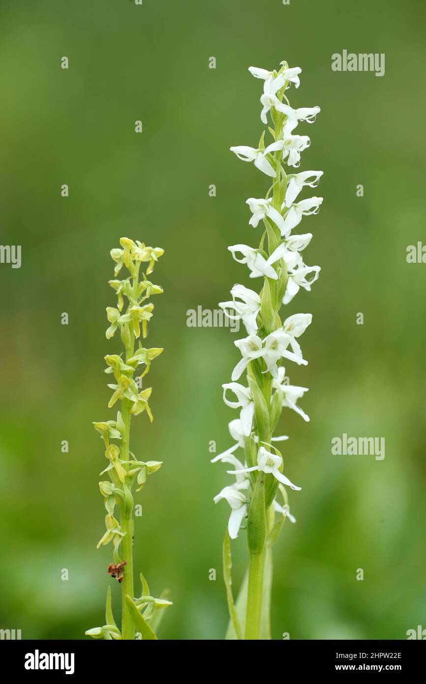 White Bog Orchid & Slender Bog Orchid, Platanthera dilatata & Platanthera stricta, Alaska, USA Stock Photo