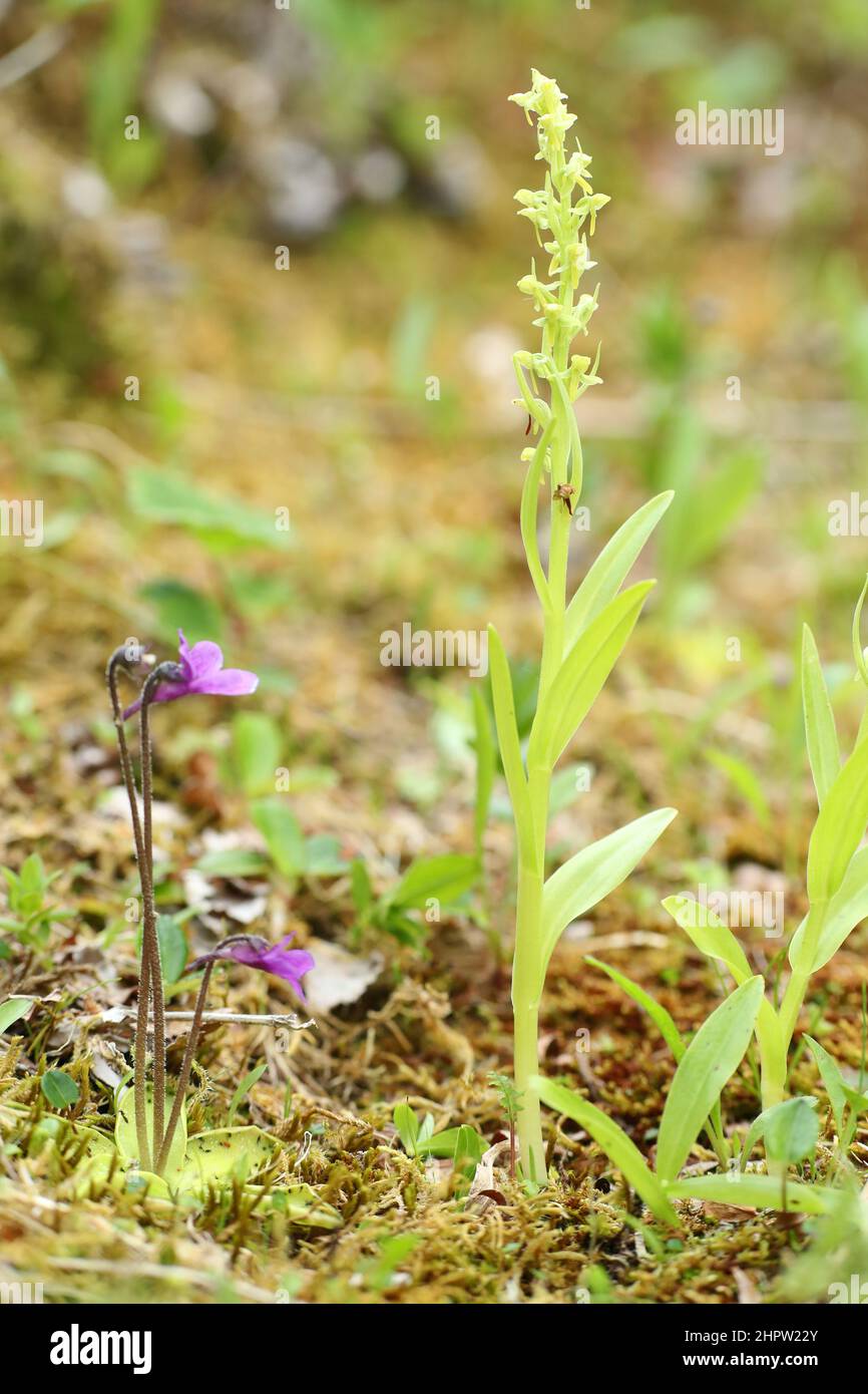 Slender Bog Orchid, Platanthera stricta, (with Butterwort, Pinguicula vulgaris), Alaska, USA Stock Photo