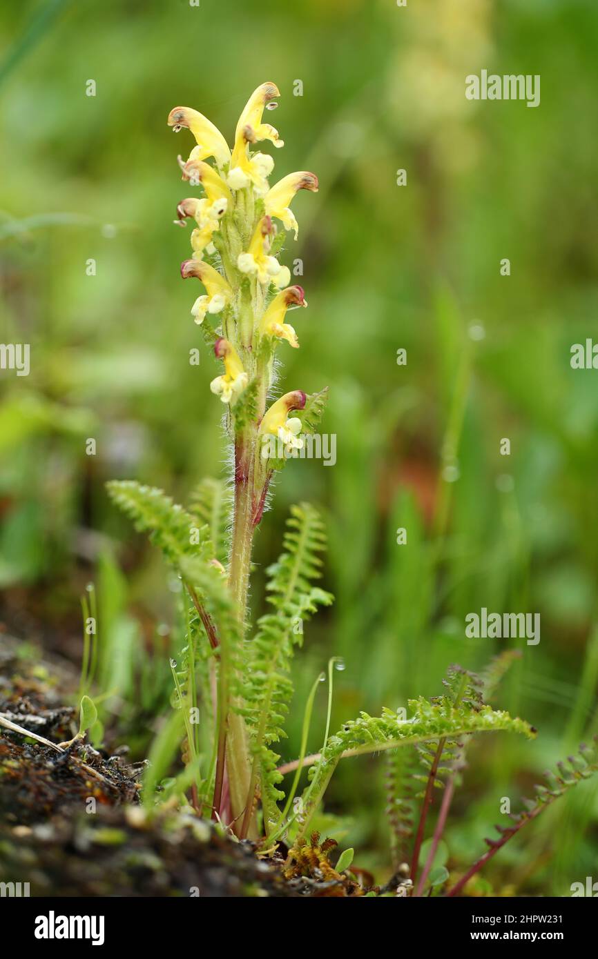 Oeder's Lousewort, Pedicularis oederi, Alaska, USA Stock Photo