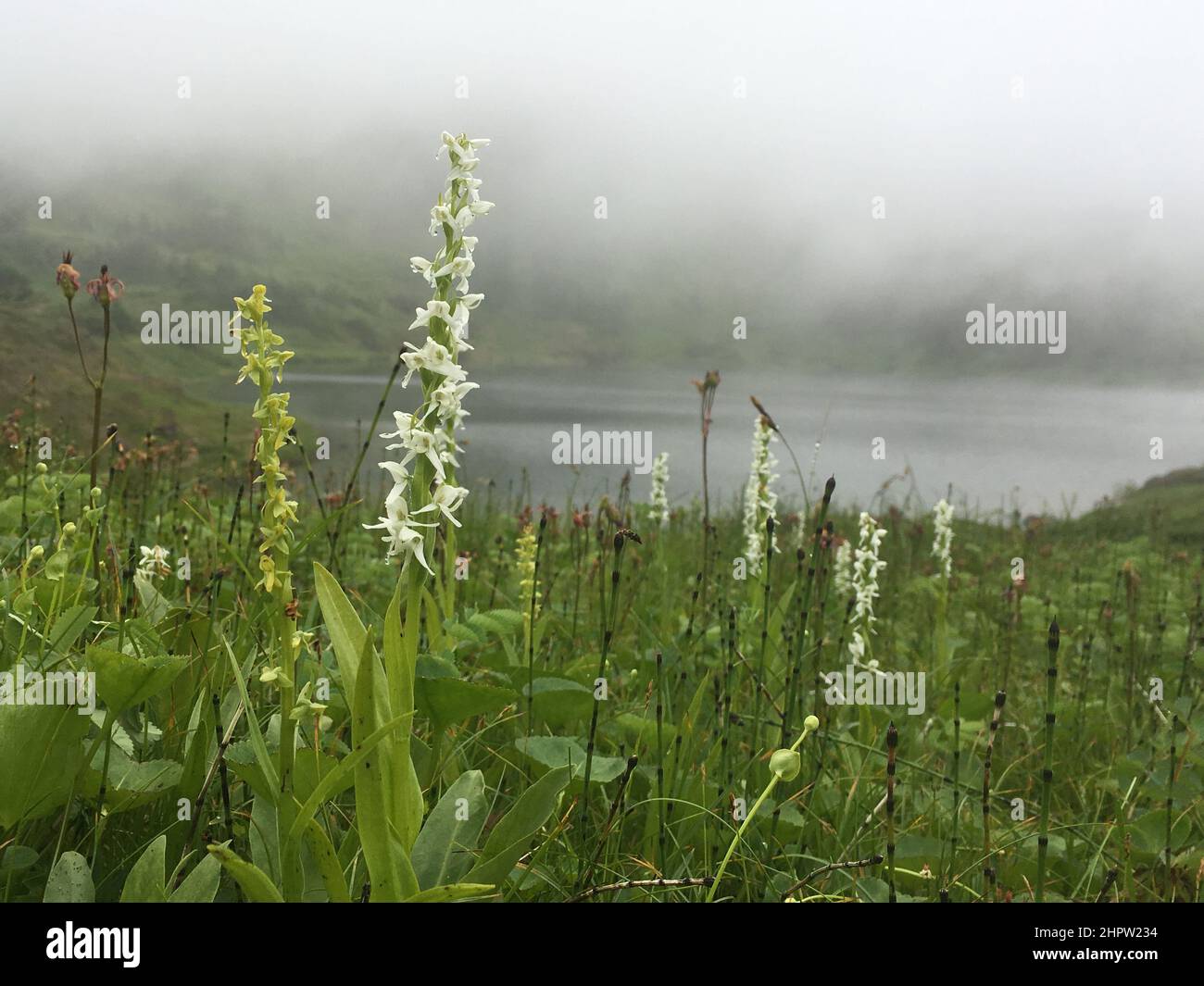 White Bog Orchids & Slender Bog Orchids, Platanthera dilatata & Platanthera stricta, Alaska, USA Stock Photo