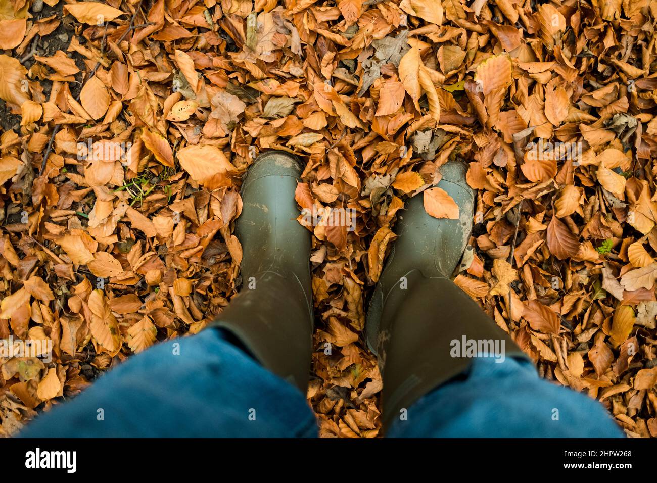 Autumn scene with lots of golden brown leaves on the ground in ...