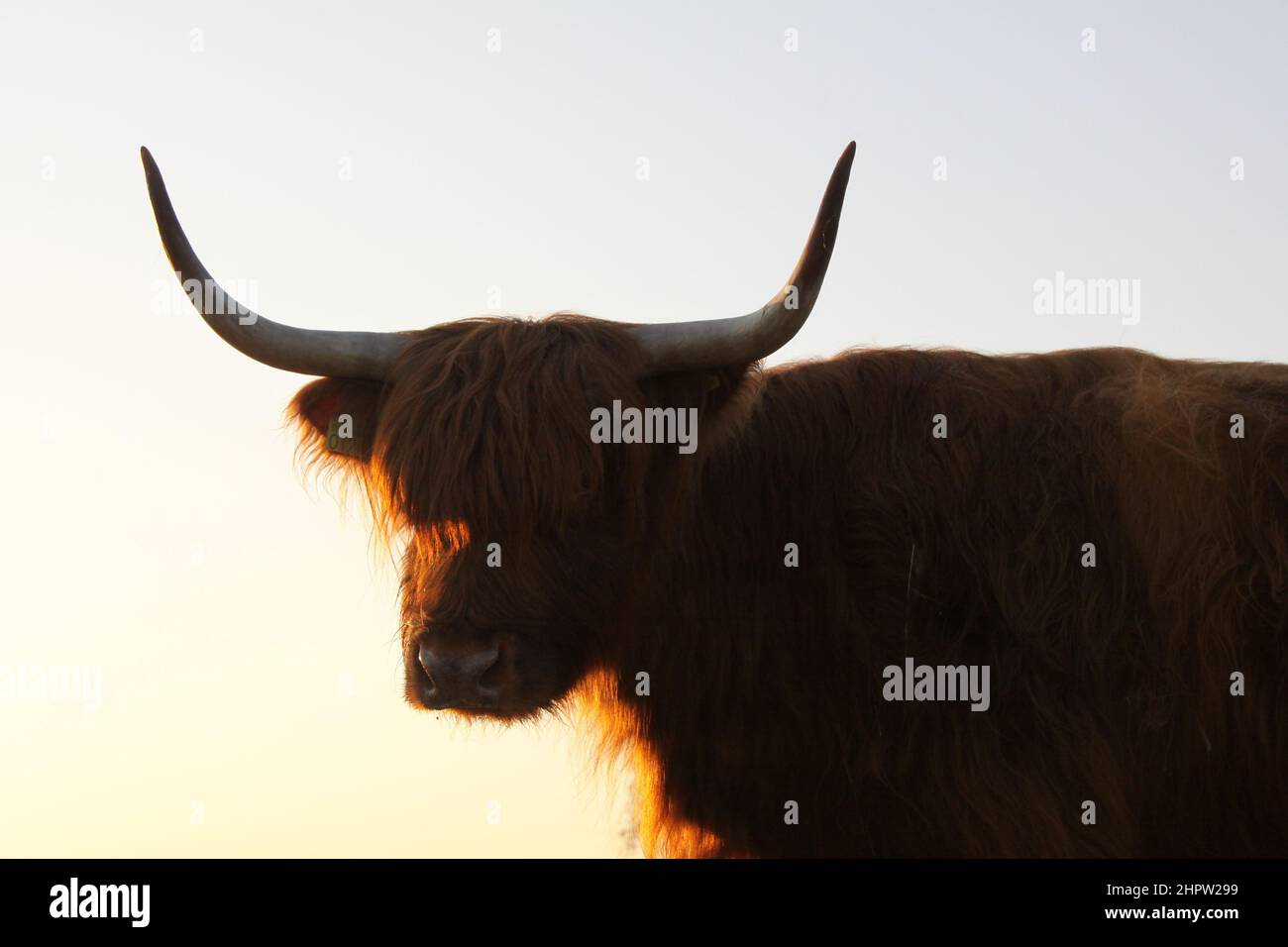 The head of a Scottish highlander up close Stock Photo - Alamy