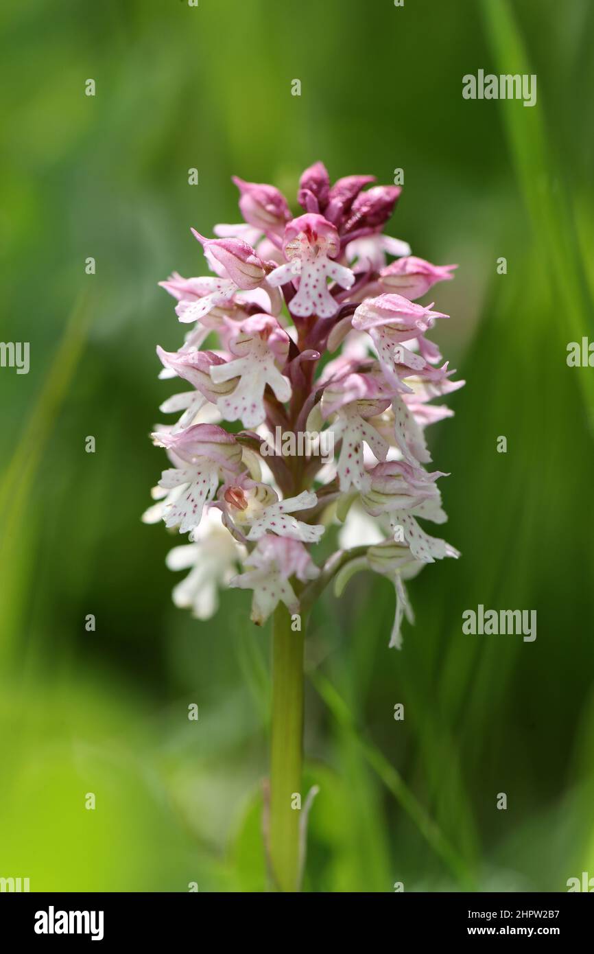 Neotinea conica x Neotinea ustulata hybrid, Aude, France Stock Photo