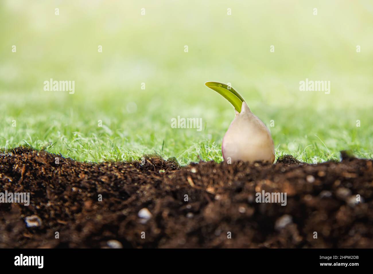 Brown tulip bulbs ready for planting in the soil closeup , spring