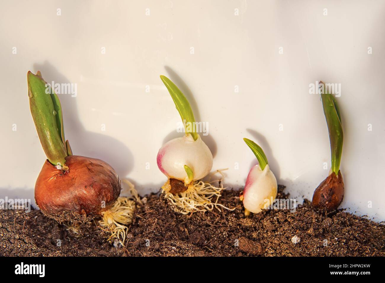 Brown tulip bulbs ready for planting in the soil closeup , spring