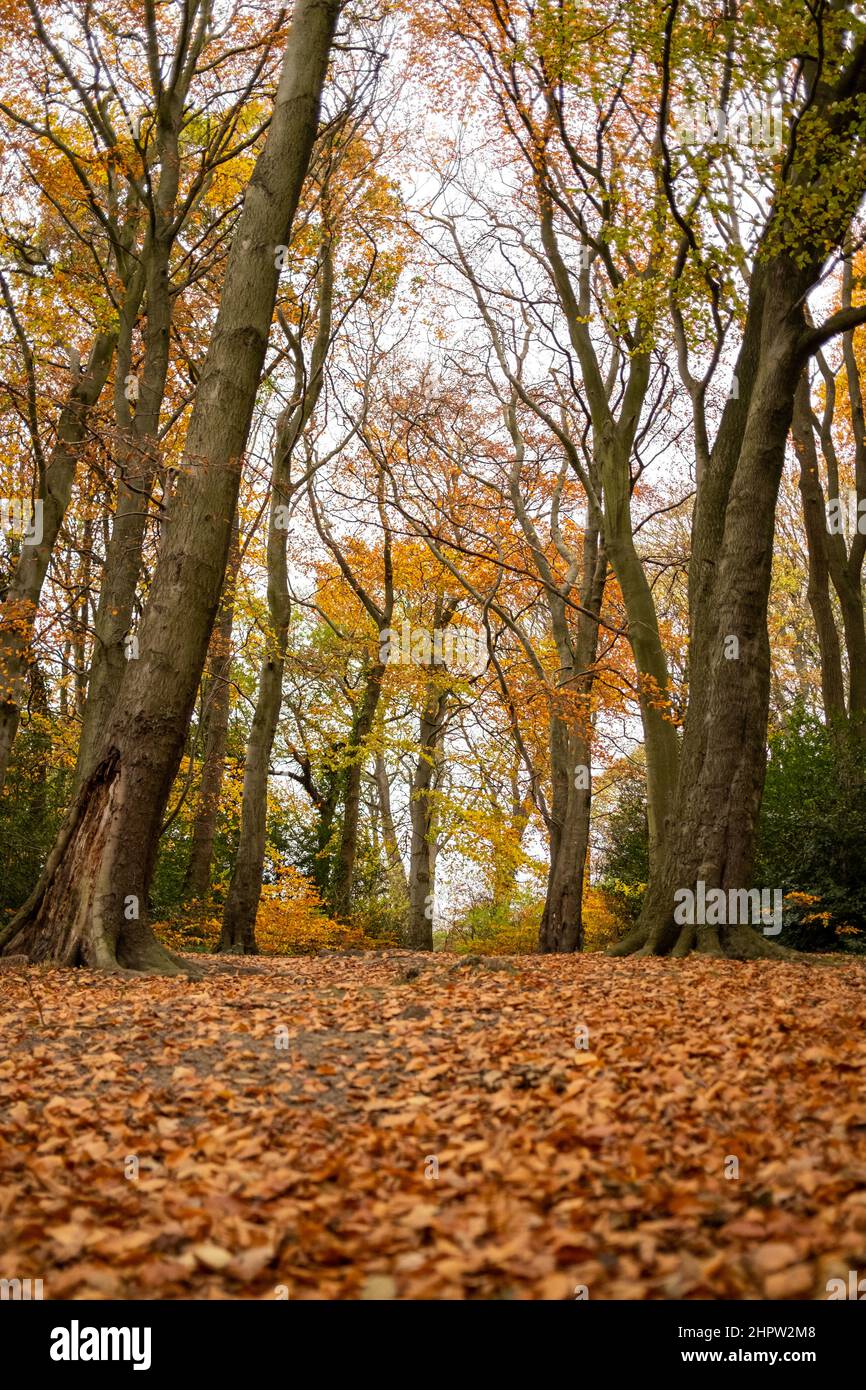 Autumn scene with lots of golden brown leave on the ground in woodlands ...