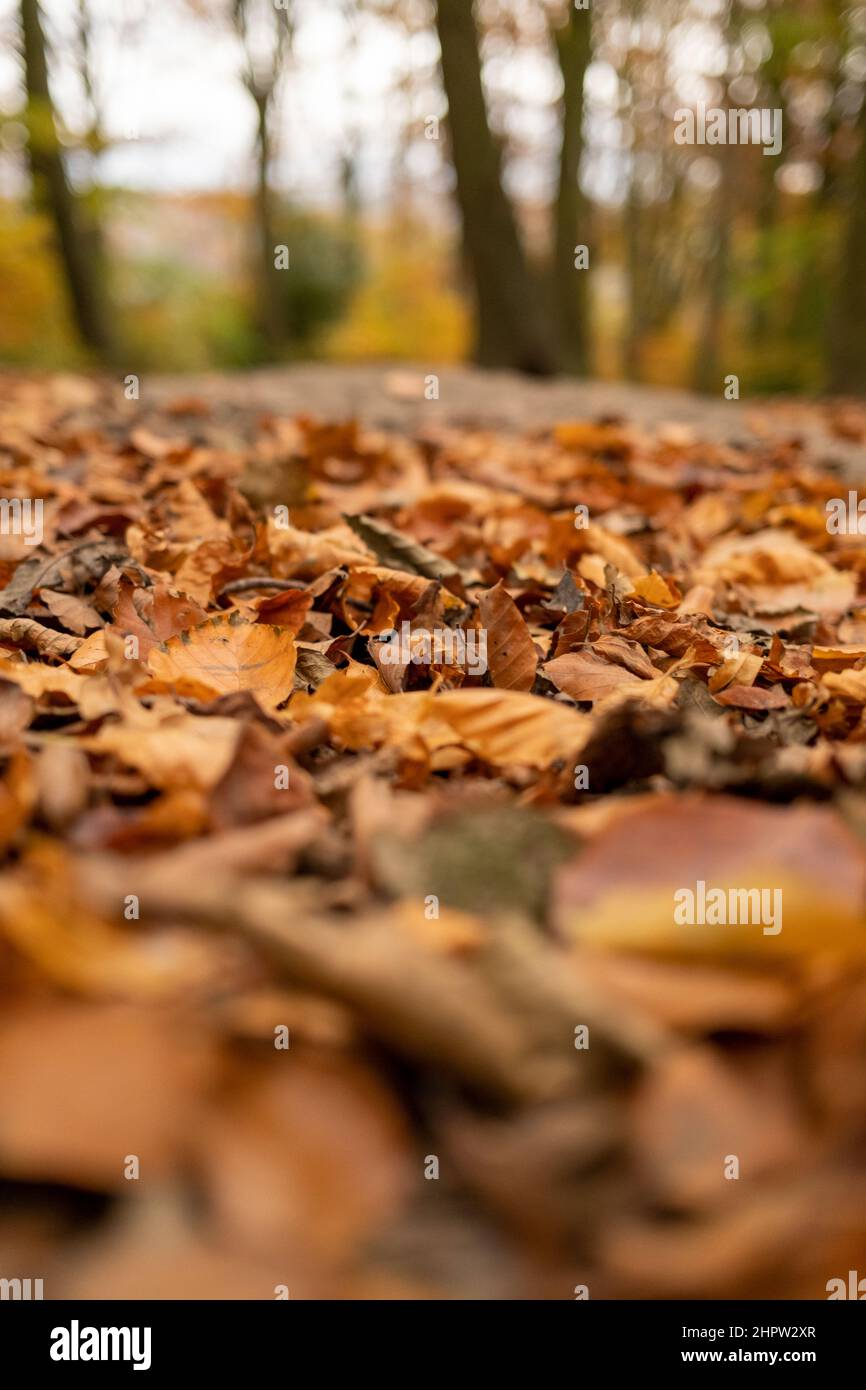 Autumn scene with lots of golden brown leave on the ground in woodlands ...