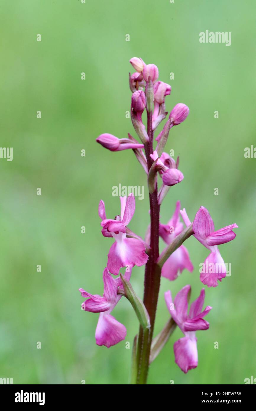 Loose-flowered Orchid, Anacamptis laxiflora, unusual pink variation, Aude, France Stock Photo