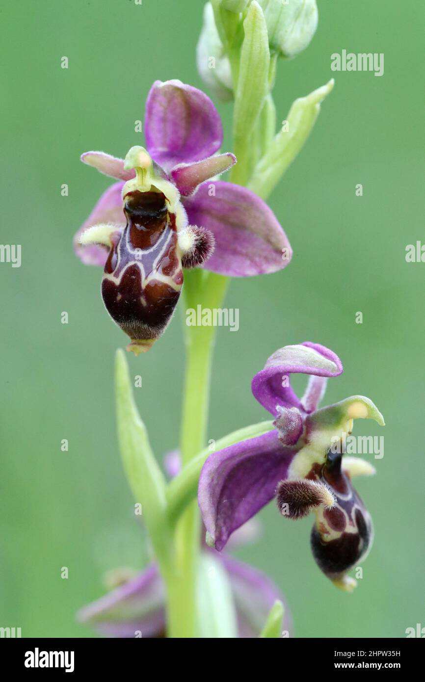 Woodcock Orchid, Ophrys scolopax, (Fr: Ophrys bécasse), Aude, France Stock Photo