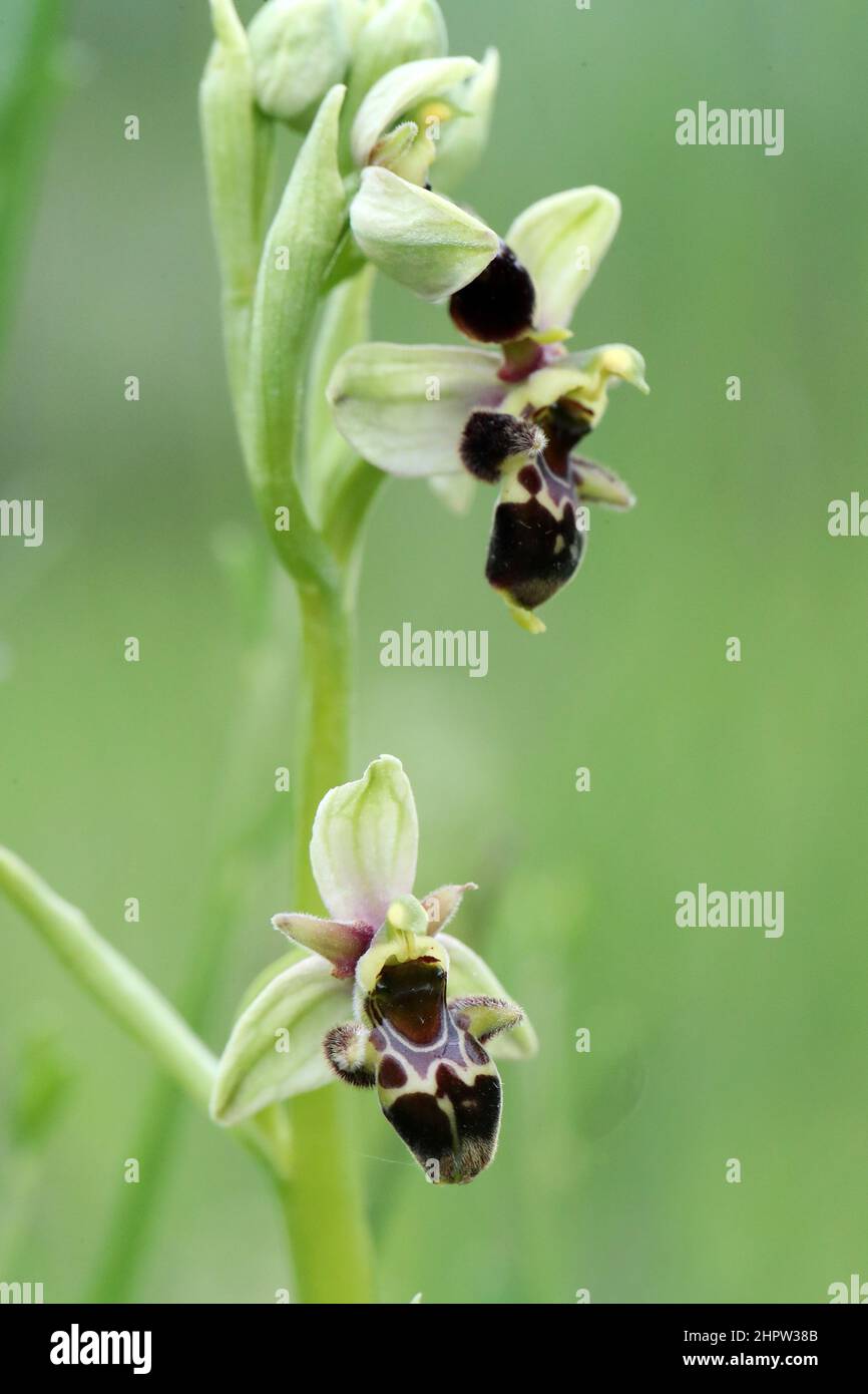 Woodcock Orchid, Ophrys scolopax, (Fr: Ophrys bécasse), Aude, France Stock Photo