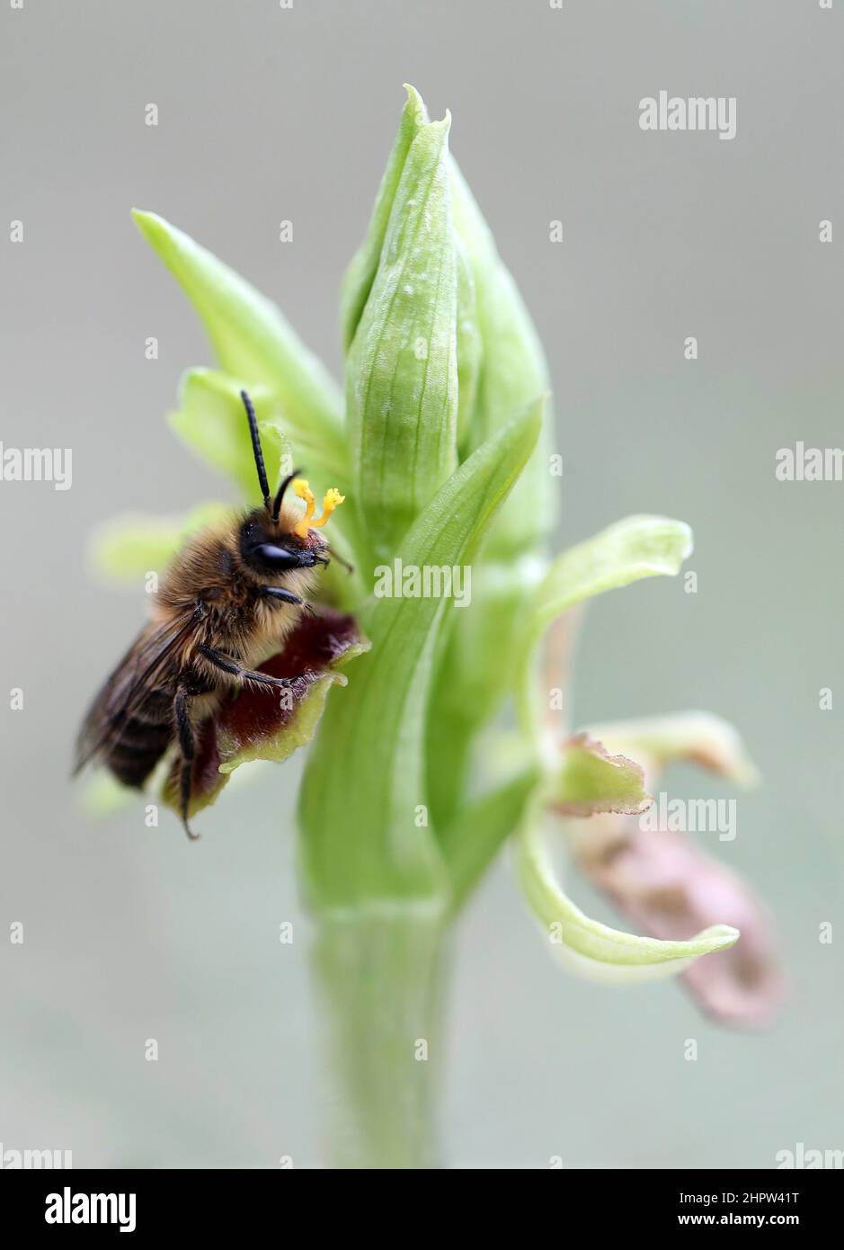 Ophrys arachnitiformis and solitary bee pseudocopulating, with pollen attached, Aude, France Stock Photo