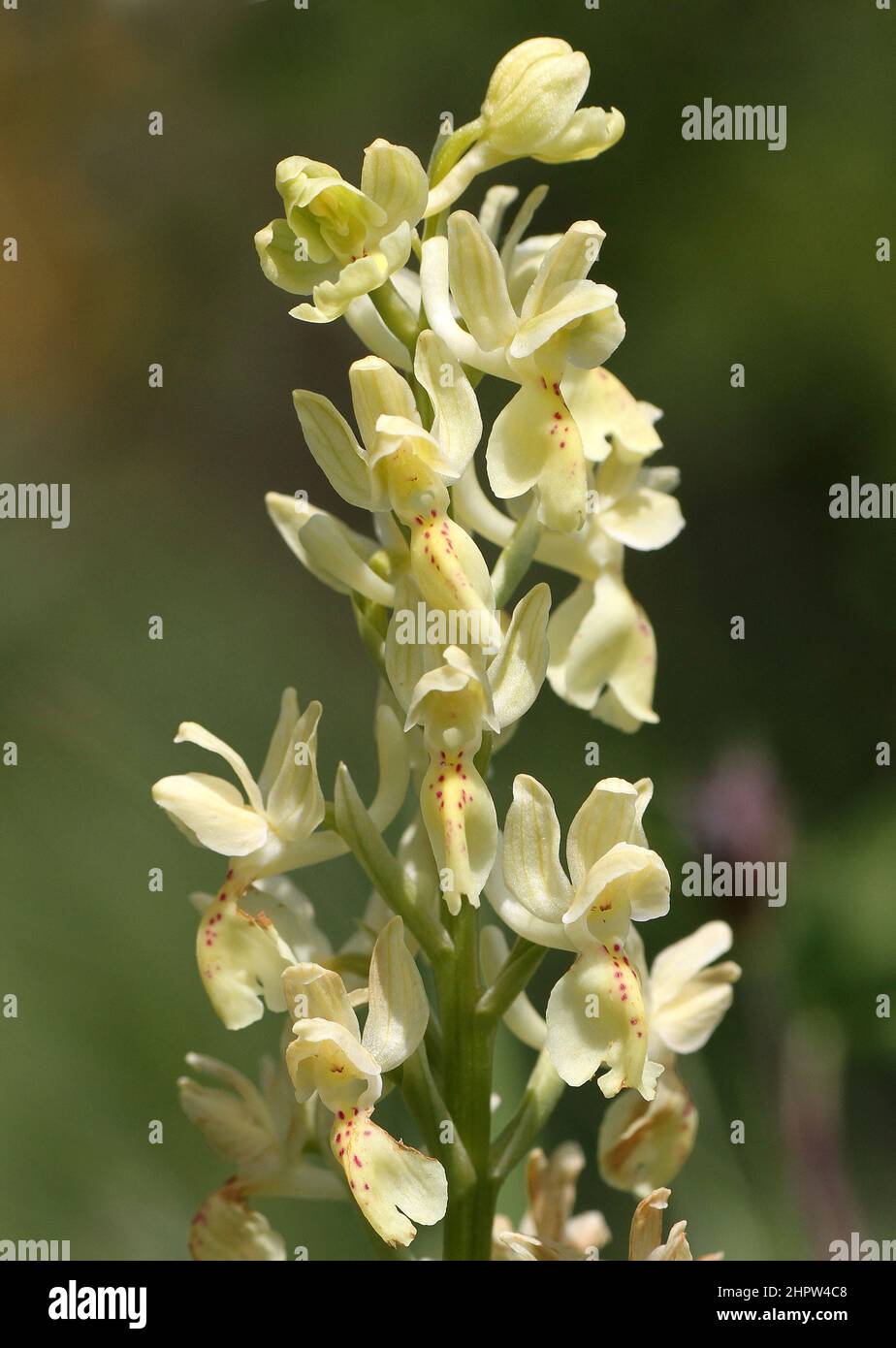 Provence Orchid, Orchis provincialis, Aude, France Stock Photo