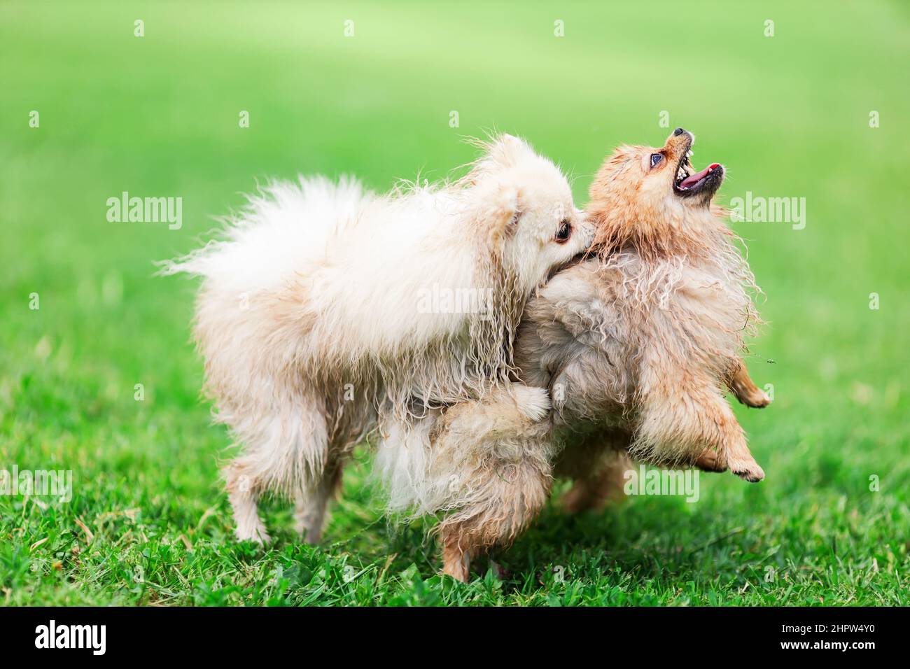 Two funny puppies of pomeranian spitz breed dog playing together on ...