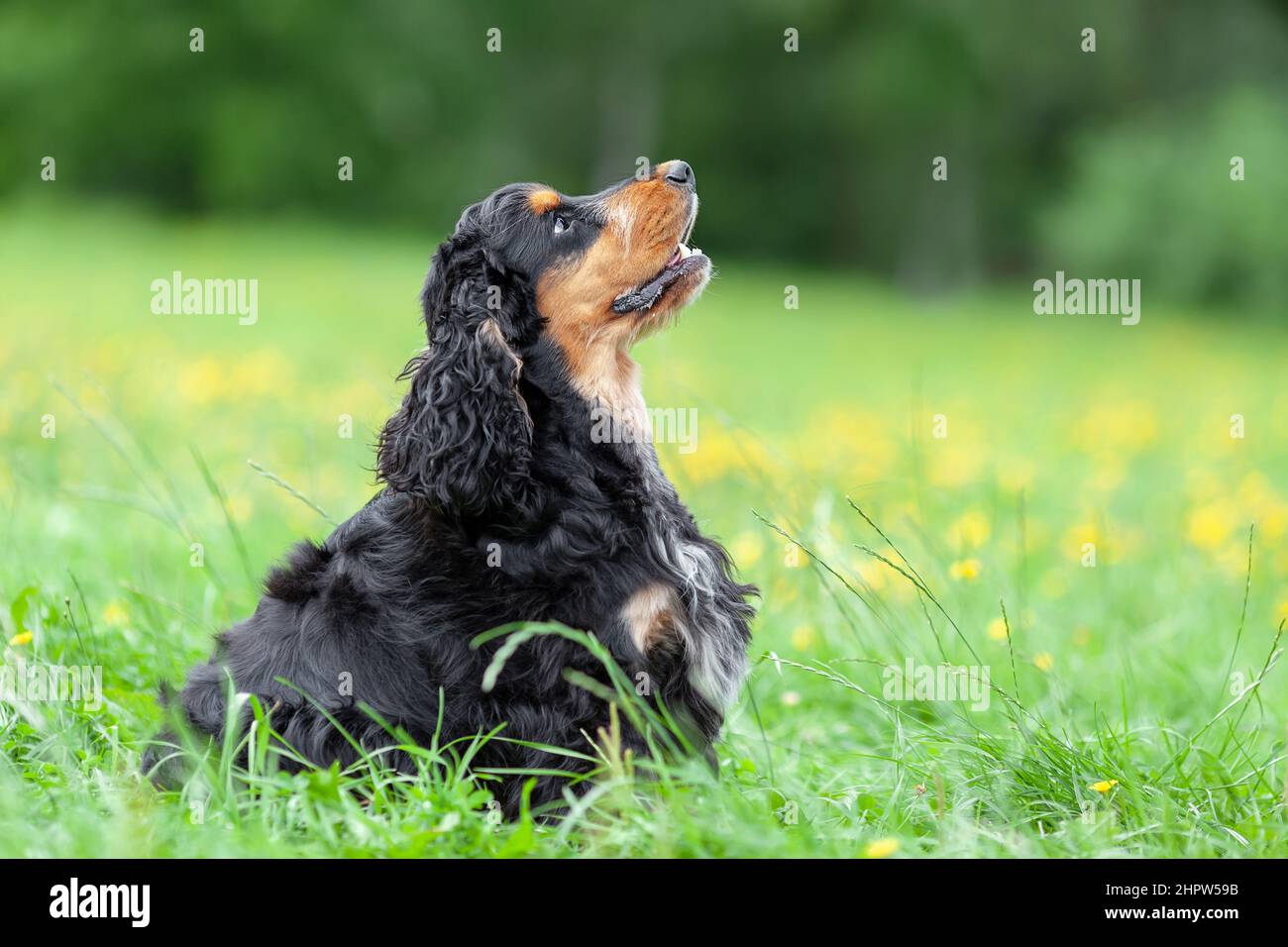 Young english cocker spaniel hi-res stock photography and images - Alamy