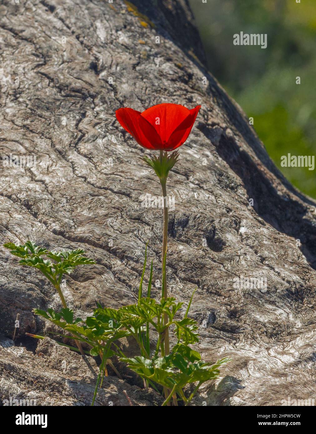 Red scarlet flower grow from an old wooden stump. Stock Photo