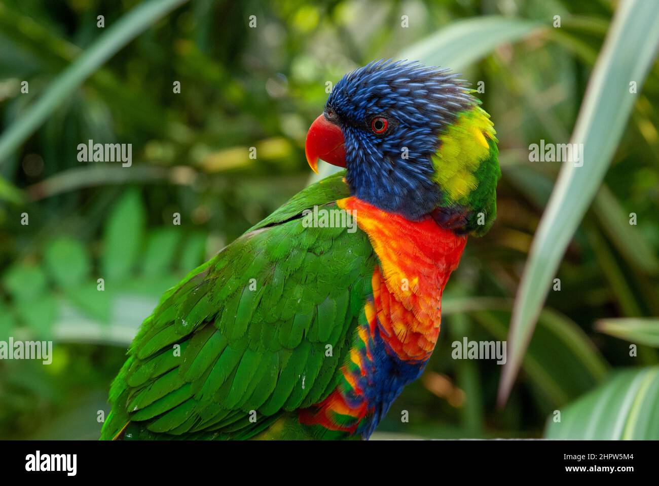 Australian Rainbow Lorikeet, side on profile image of colourful parrot Stock Photo