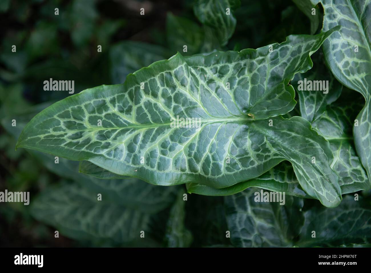 Arum Italicum, flowering herbaceous perennial plant. (Italian Arum