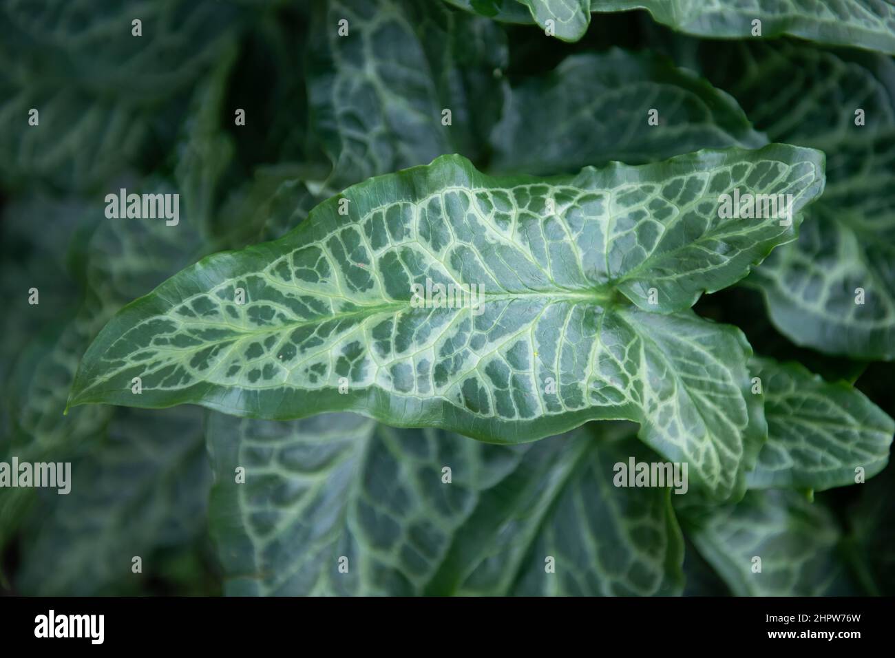 Arum Italicum, flowering herbaceous perennial plant. (Italian Arum) Leaves only. Jersey, Channel Islands. Stock Photo