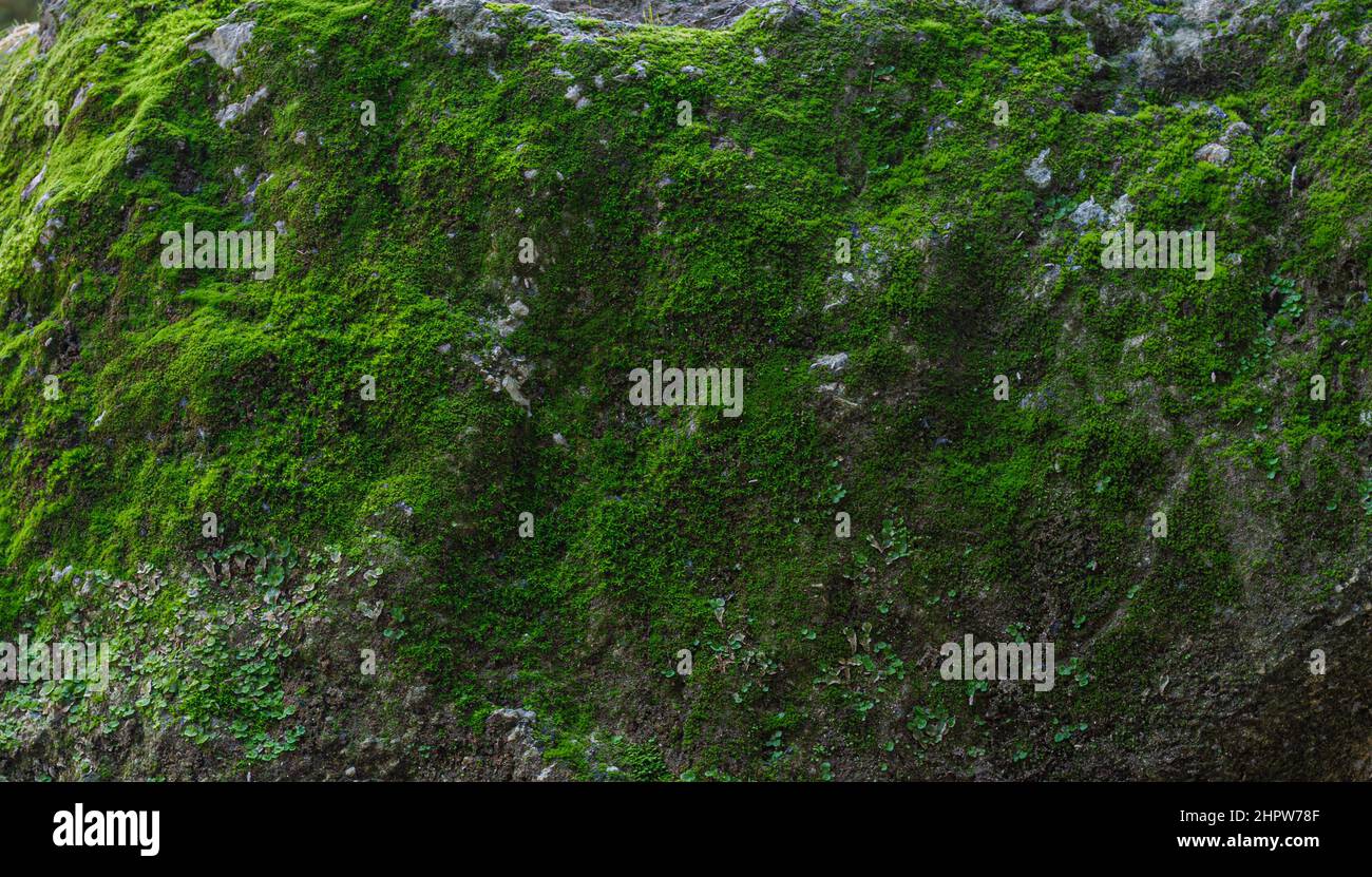Moss wrapping hires stock photography and images Alamy