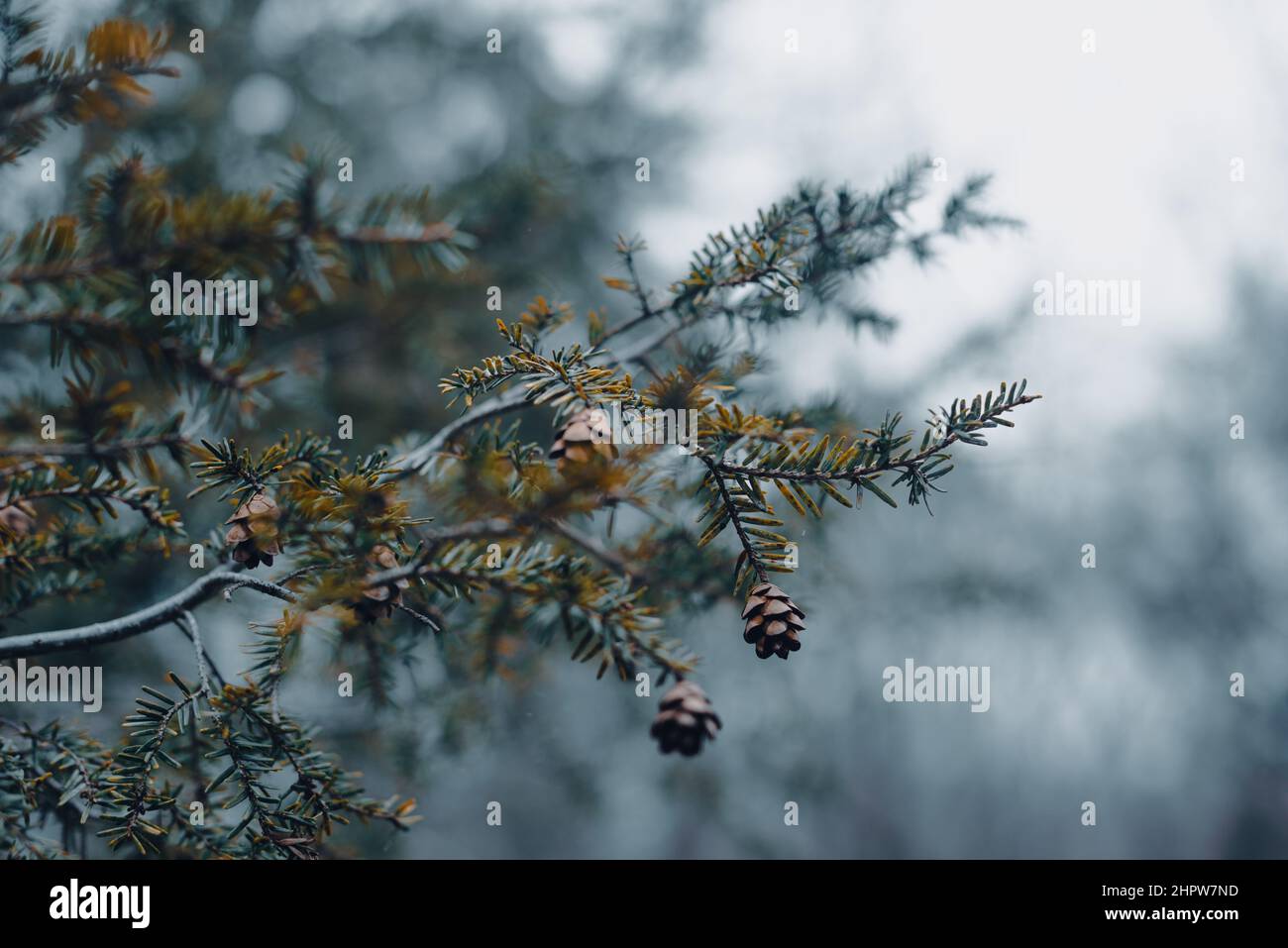 pine cones on trees in winter with snow and moody tones Stock Photo - Alamy