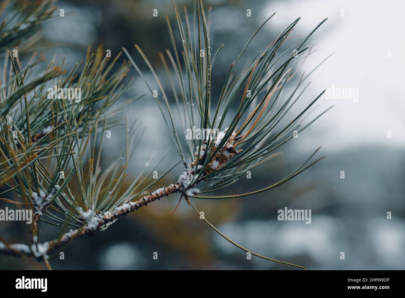 isolated pine tree branch in winter with snow Stock Photo - Alamy