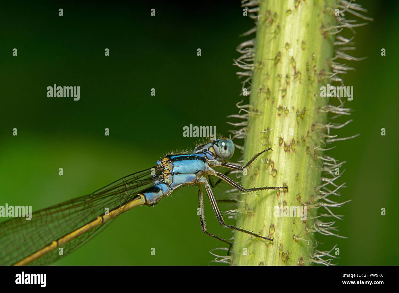 Common blue tail damselfly sitting on a spiky plant Stock Photo - Alamy