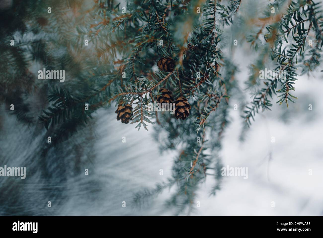 snow covered tree branch in winter with pine cones Stock Photo - Alamy