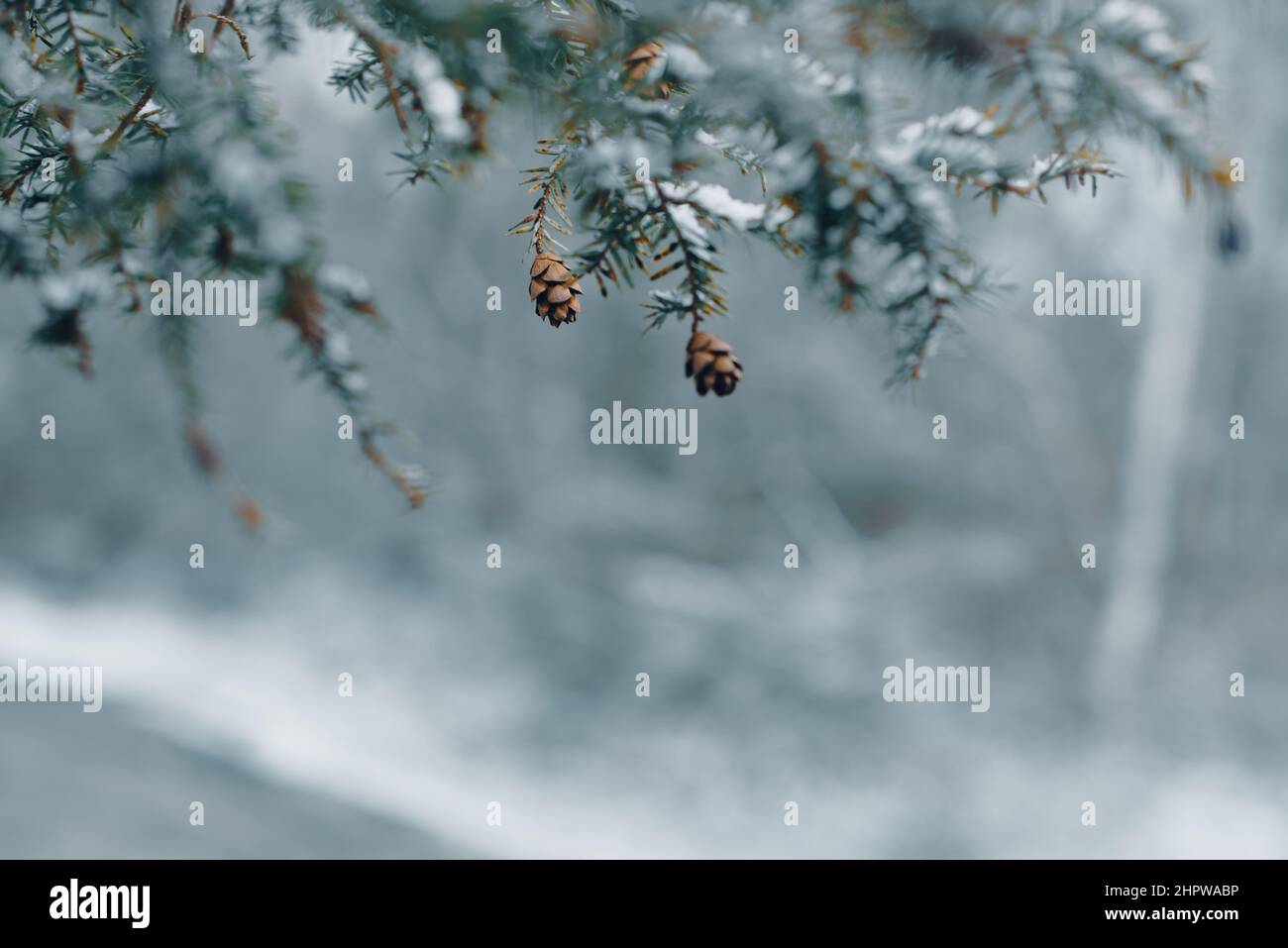snow covered tree branch in winter with pine cones Stock Photo - Alamy
