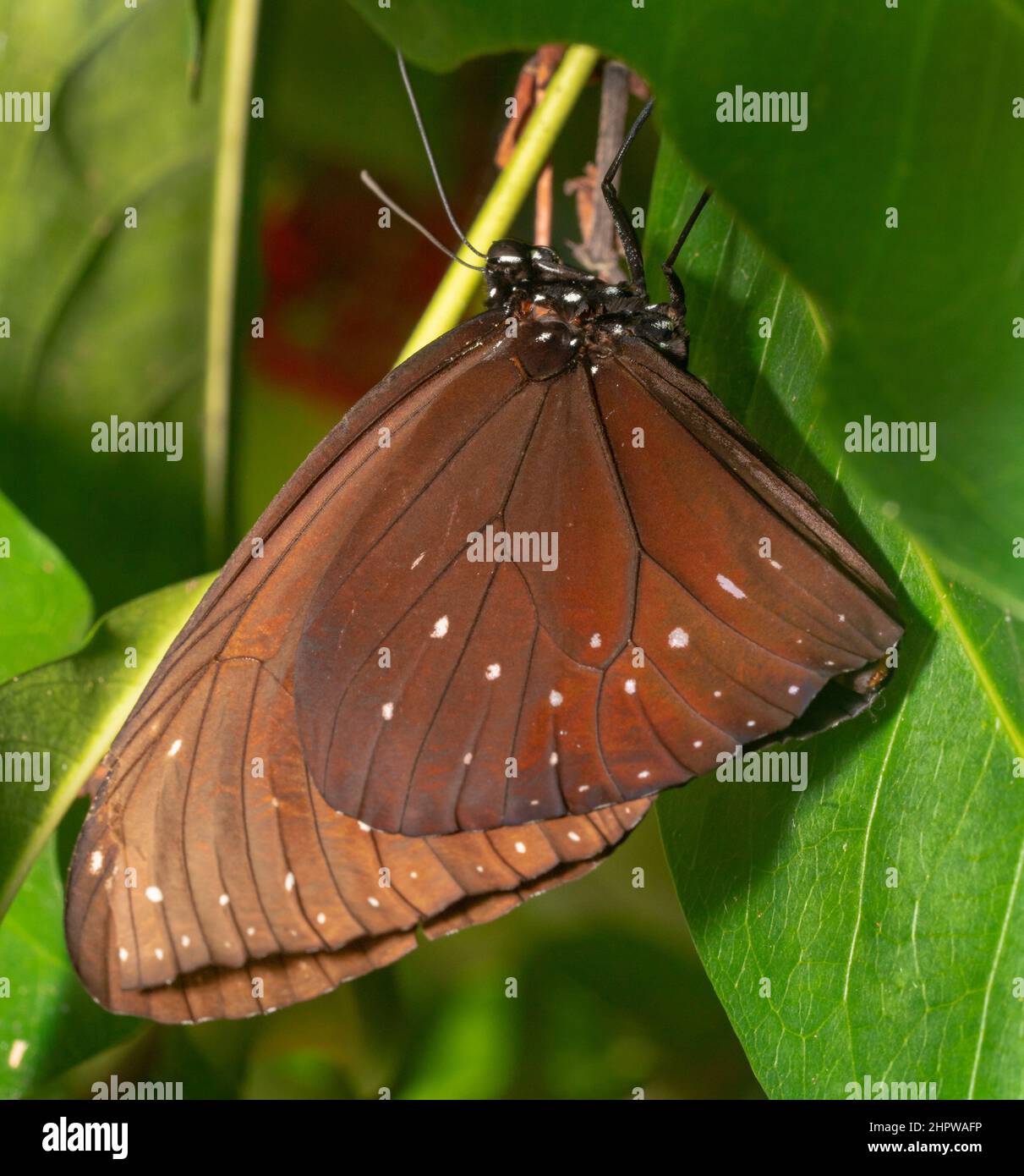 Euploea core striped, core australian crow, india crow, Scientific name