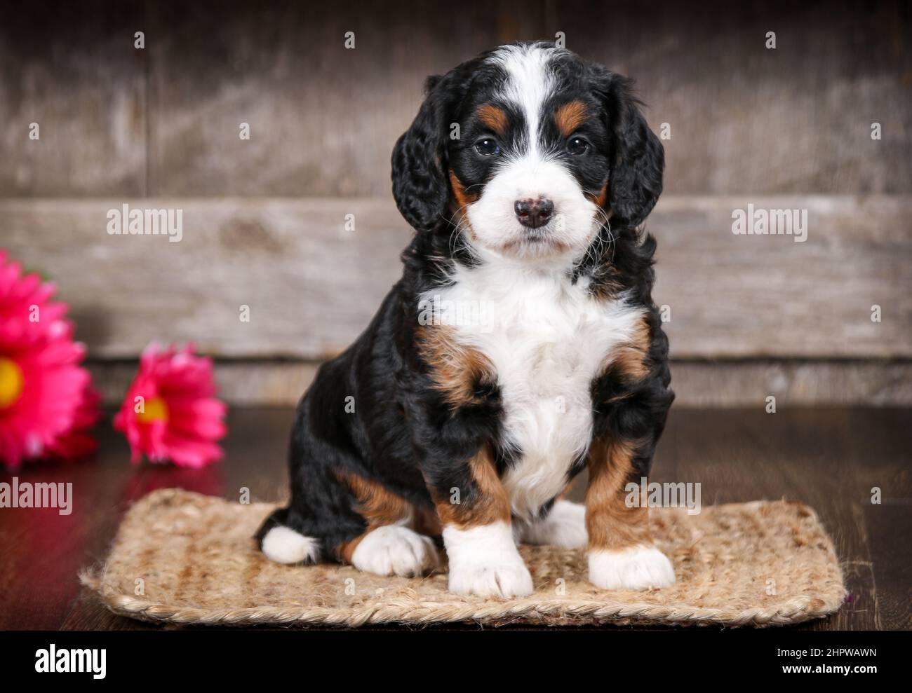 Mini Bernedoodle puppy looking at camera Stock Photo