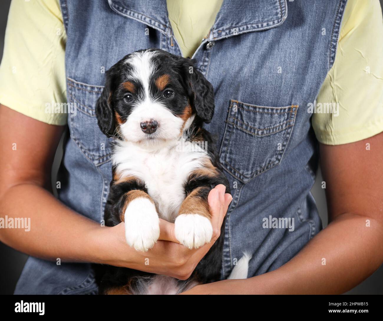 Mini Bernedoodle puppy being held by a girl in a yellow dress and jean jacket Stock Photo