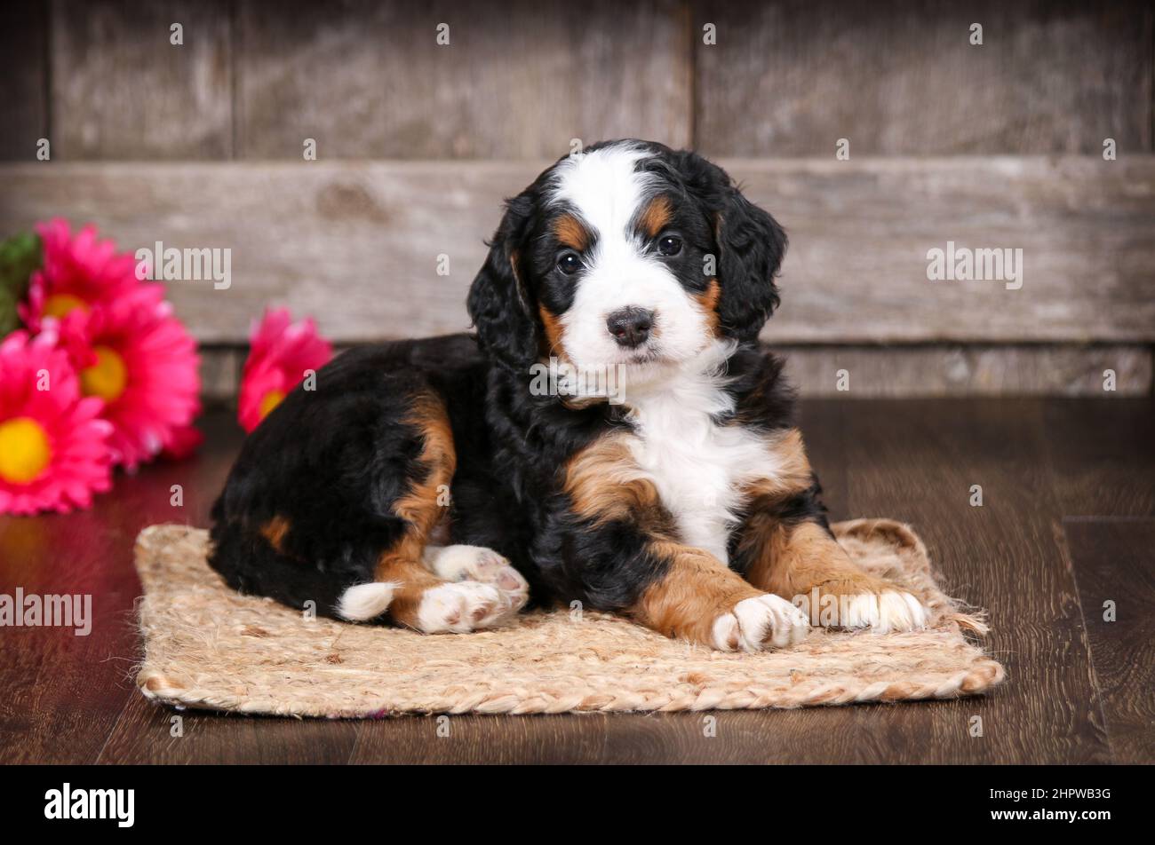 Mini Bernedoodle puppy looking at camera Stock Photo