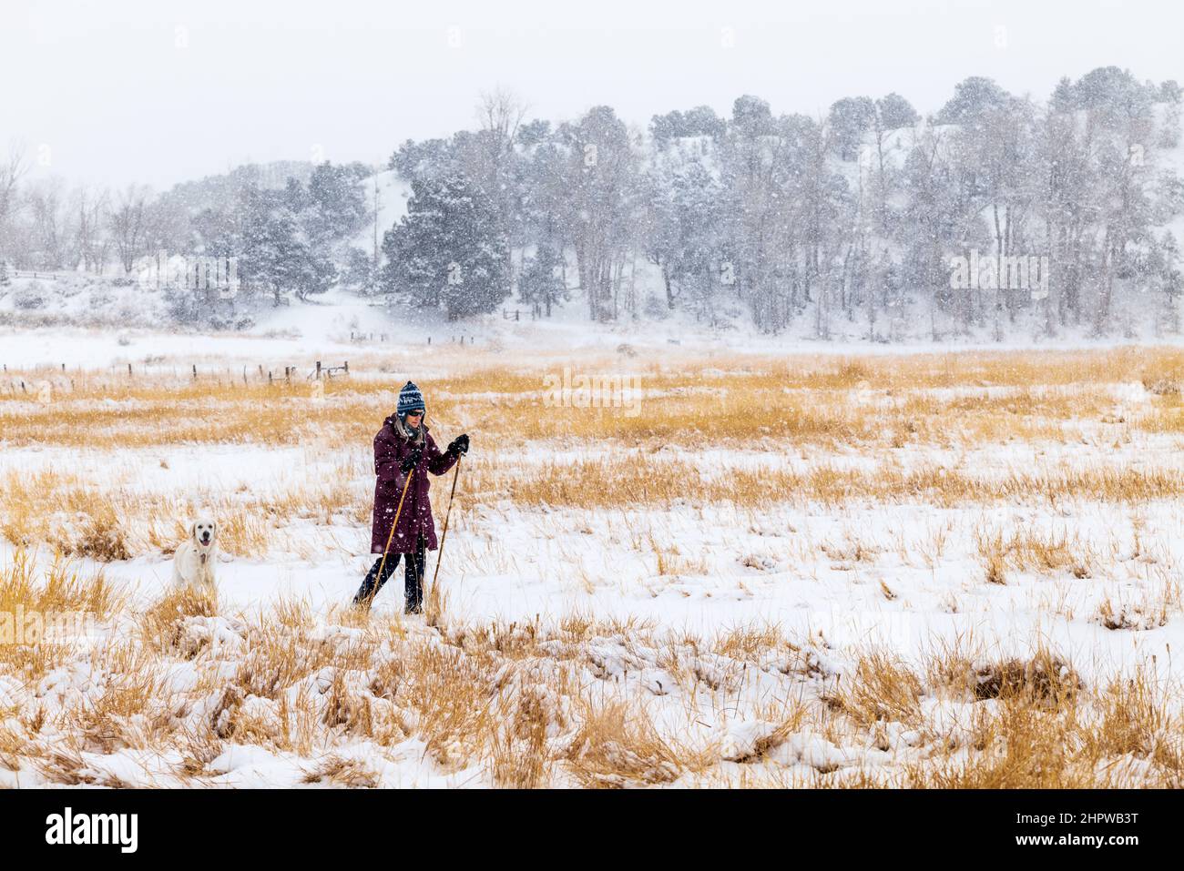 Senior woman cross country skiing with Platinum colored Golden