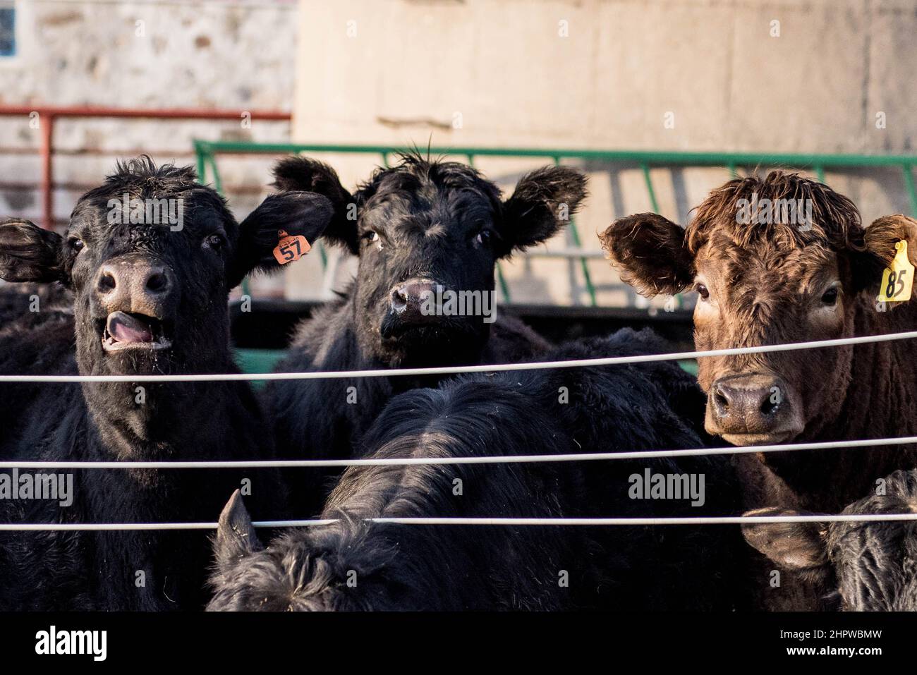 three cows waiting for dinner Stock Photo