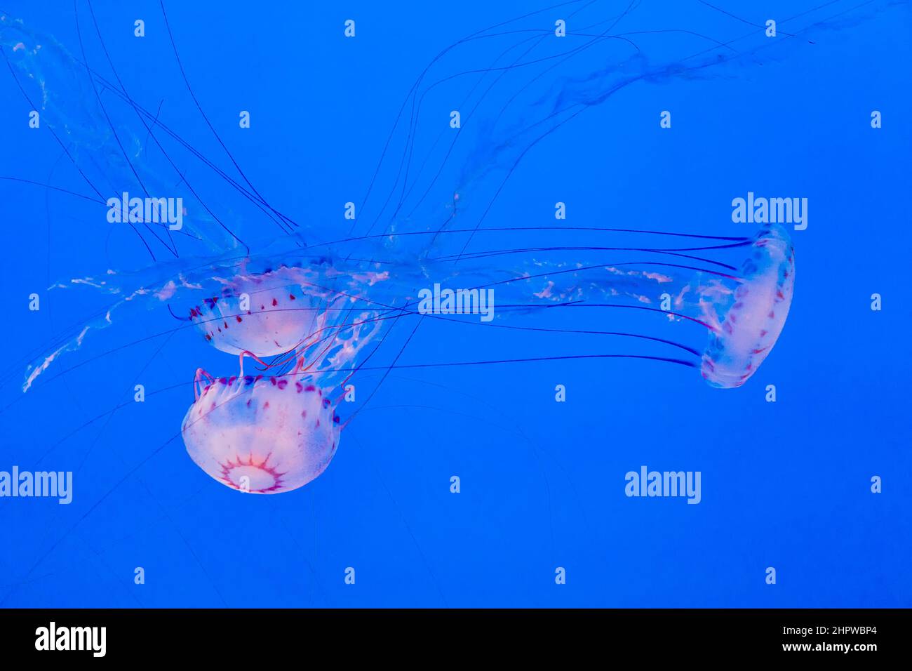 beautiful jelly fishes in the deep blue ocean Stock Photo - Alamy