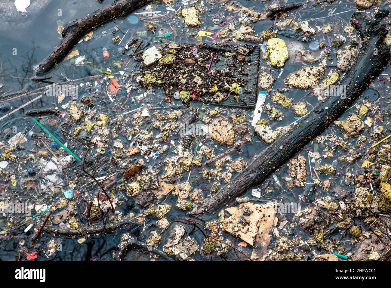Polluted pond in a forest in France Stock Photo - Alamy