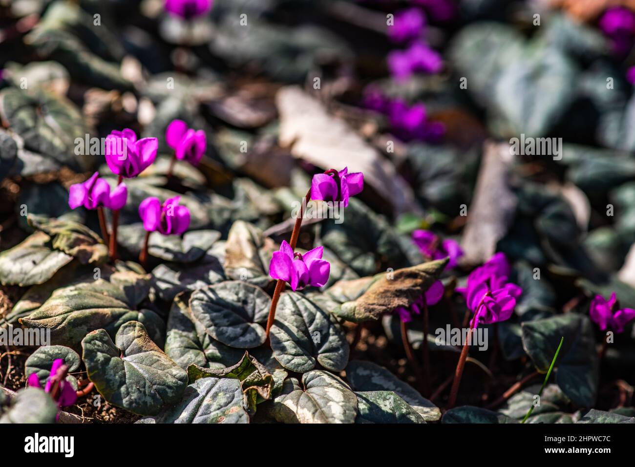 First spring flowers in the wood Erythronium Sibiricum, spring time card concept Stock Photo