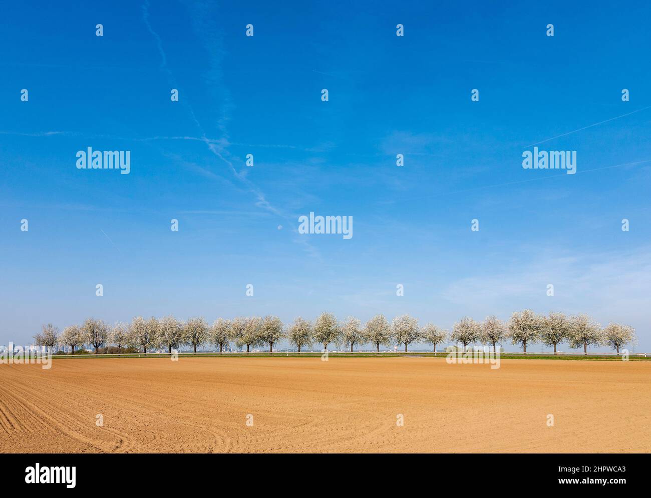 beautiful blooming trees in alley with field under blue sky Stock Photo ...